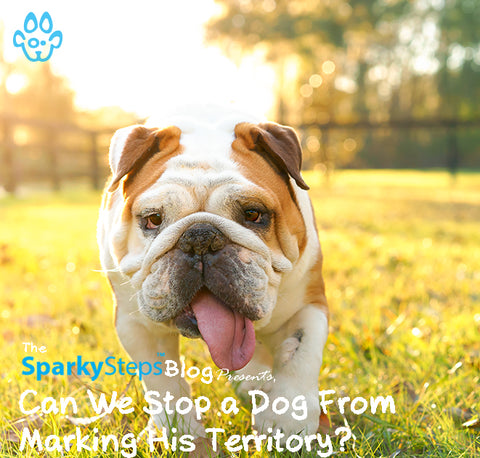 Article - Can We Stop a Dog From Marking His Territory - Sparky Steps Chicago Pet Sitters - Article