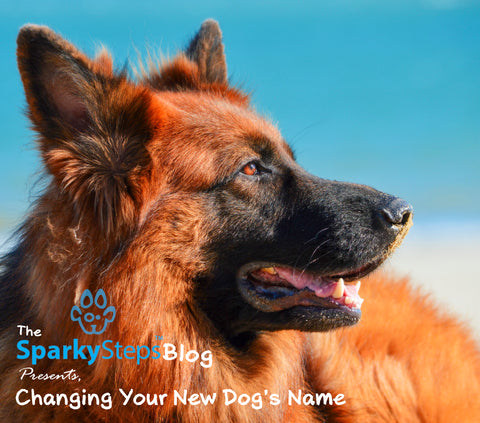 Sparky Steps - Changing Your New Dogs Name