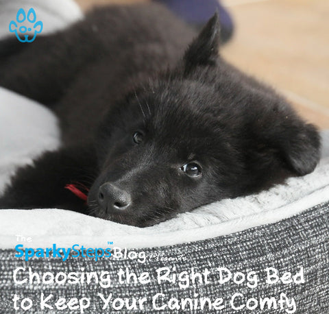 Article - Choosing the Right Dog Bed to Keep Your Canine Comfy - Sparky Steps Chicago Pet Sitters - Article