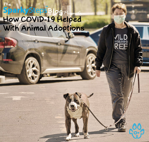 Article - How COVID-19 Helped With Animal Adoptions - Sparky Steps Chicago Pet Sitters - Article