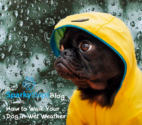 Sparky Steps - Raining on Your Parade: How to Walk Your Dog in Wet Weather