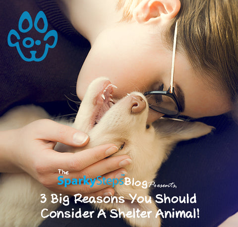 Sparky Steps - Three Reasons You Should Consider A Shelter Animal