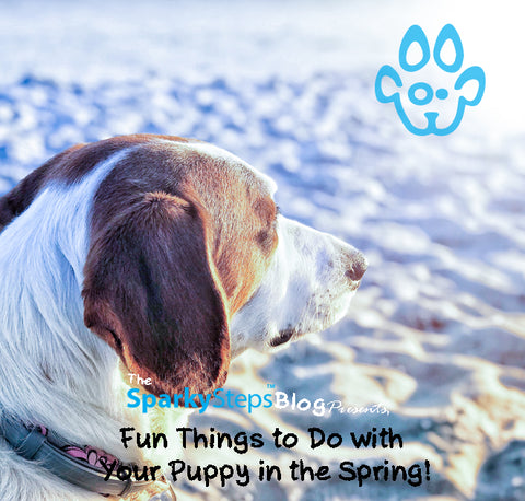 Sparky Steps - 5 Fun things to do with your pup in the Spring