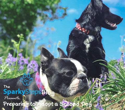 Sparky Steps - Preparing to Adopt a Second Dog