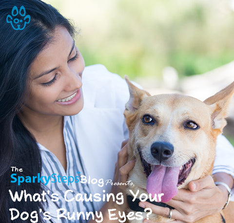 Article What’s Causing Your Dog’s Runny Eyes - Sparky Steps Chicago Pet Sitters - Article