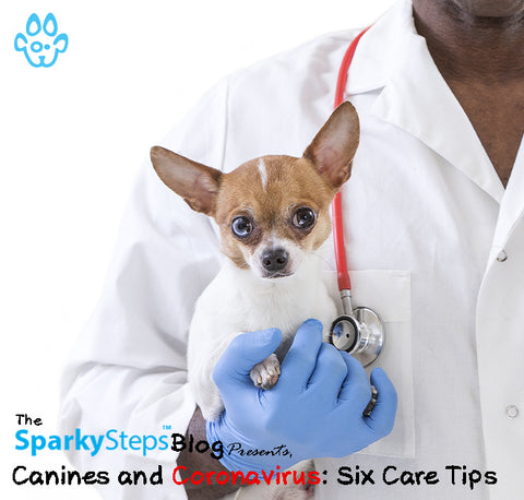 Canines and Coronavirus Six Care Tips - Sparky Steps Chicago Pet Sitters - Article