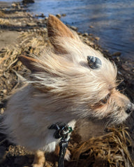 @Copper_The_Pomchi