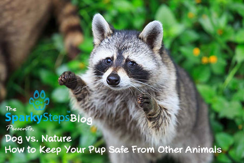 Sparky Steps - How to Keep Your Pup Safe From Other Animals