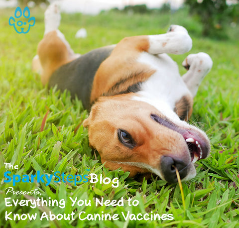Everything You Need to Know About Canine Vaccines - Sparky Steps Chicago Pet Sitters - Article
