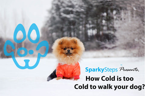 Sparky Steps - How Cold is too Cold to Walk your Dog