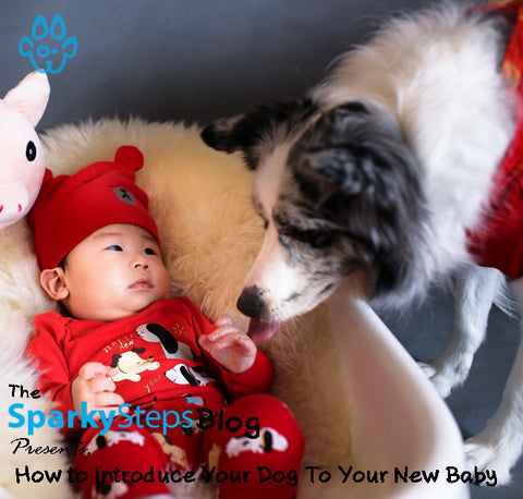 How To Introduce Your Dog To Your New Baby - Sparky Steps Chicago Pet Sitters - Article