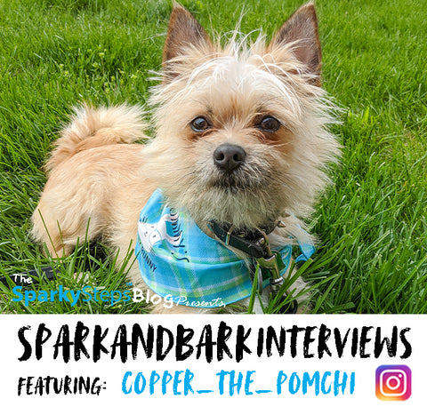 Interview - Copper_The_Pomchi - Sparky Steps - SPARKandBARK INTERVIEWS