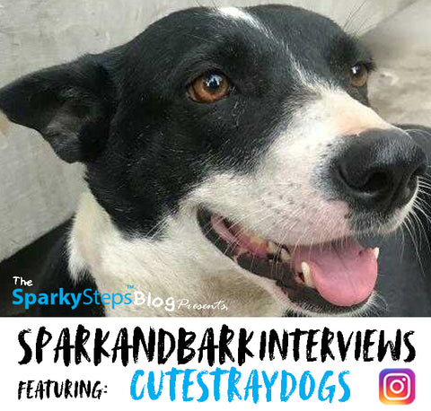 Interviews - CuteStrayDgos - Sparky Steps - SPARKandBARK INTERVIEWS