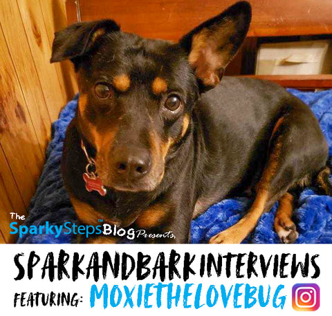 MOXIETHELOVEBUG - Sparky Steps - SPARKandBARK INTERVIEWS