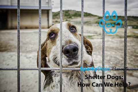 Sparky Steps - Shelter Dogs: How Can We Help?