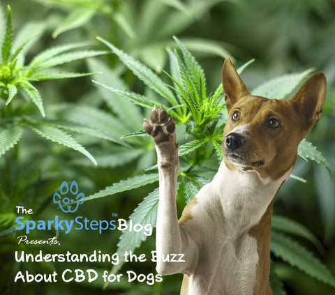 Sparky Steps - Understanding the Buzz About CBD for Dogs