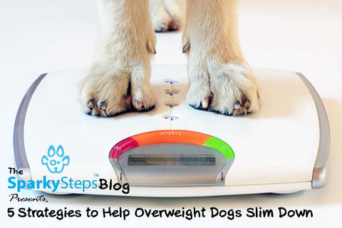 Sparky Steps - 5 Strategies to Help Overweight Dogs Slim Down
