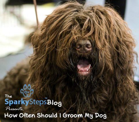 Sparky Steps - How Often Should I Groom My Dog - Shorty Styles
