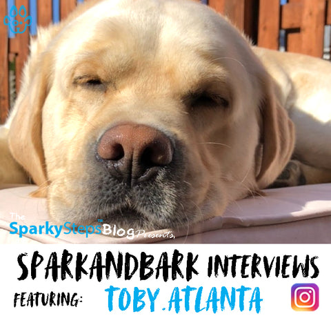 Toby.Atlanta - Sparky Steps - SPARKandBARK INTERVIEWS