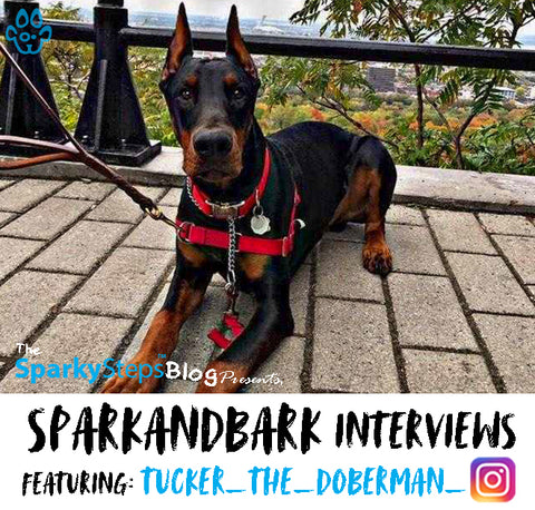Tucker_The_Doberman_ - Sparky Steps - SPARKandBARK INTERVIEWS