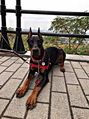 Tucker_The_Doberman_