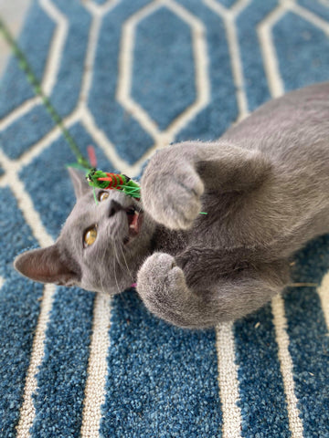 grey cat playing with the RompiCatz Catiped toy