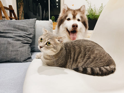 Cat and dog snuggling on sofa