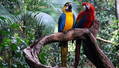 Amazon Discovery Tree Biodiversity