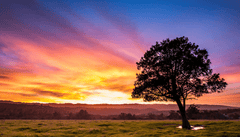 Lesson in Nature Mindfulness Trees