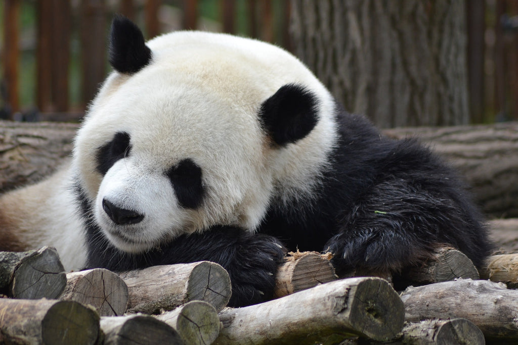 panda assoupi