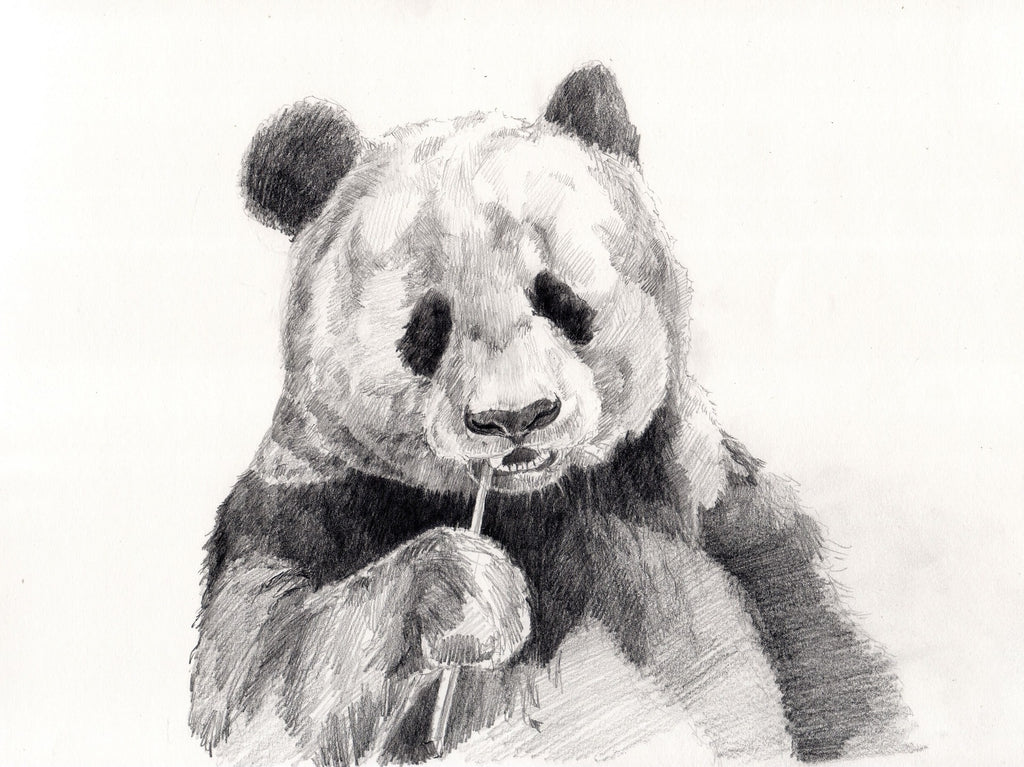 dessin de panda