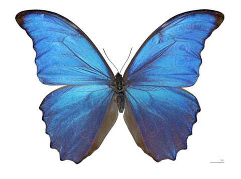 Blue Morpho PEI 