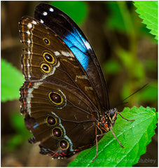 Blue Morpho Butterfly