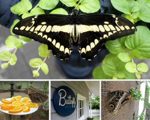 Butterfly House