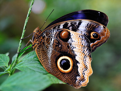 caligo atreus