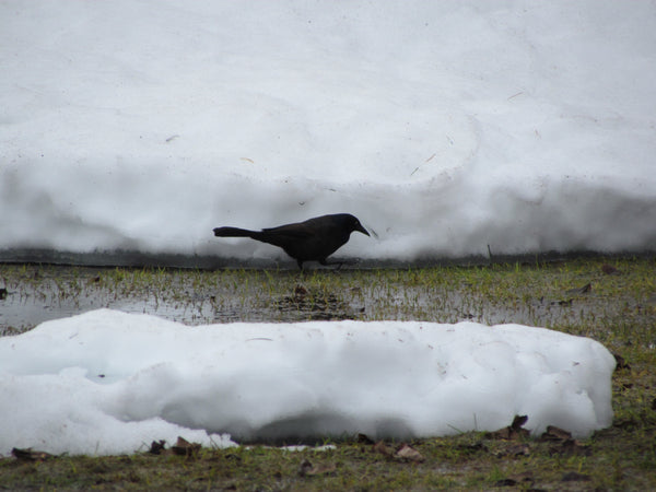 Common Grackle