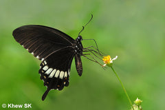 Common Mormon Butterfly 