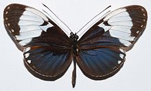 Cyndo Longwing