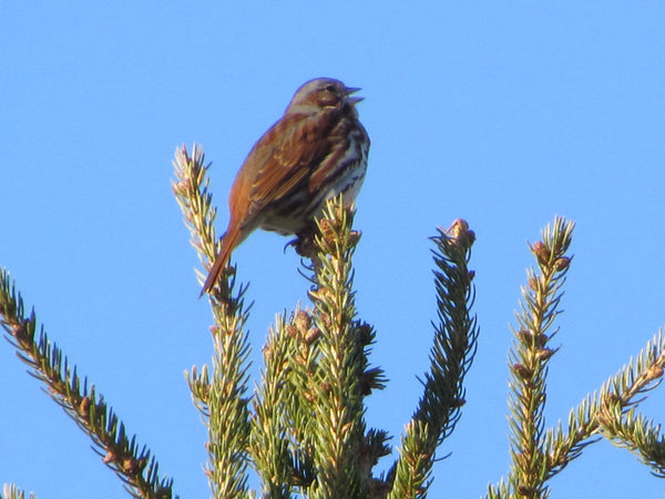 Fox Sparrow singing