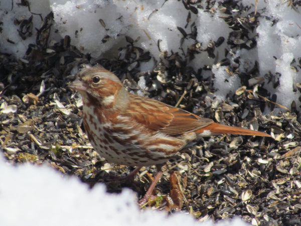 Fox Sparrow