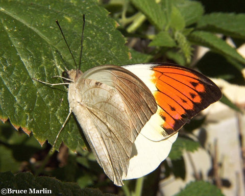 great orange tip 2