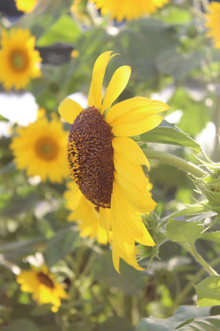 Gardens of Hope Prince Edward Island Summer sunflower