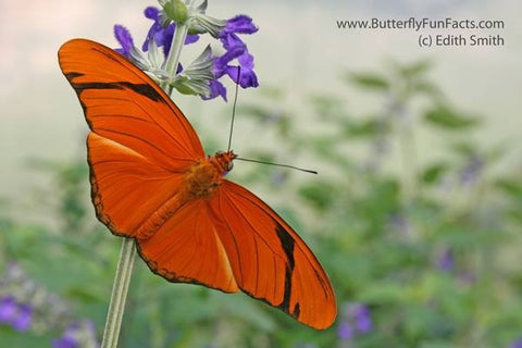 The Julia Butterfly PEI