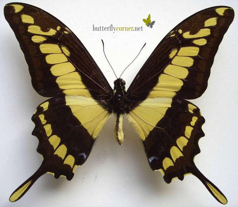 King Swallowtail 