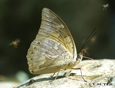 One-spotted Prepona Butterfly 