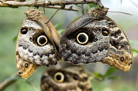 Owl Butterfly 
