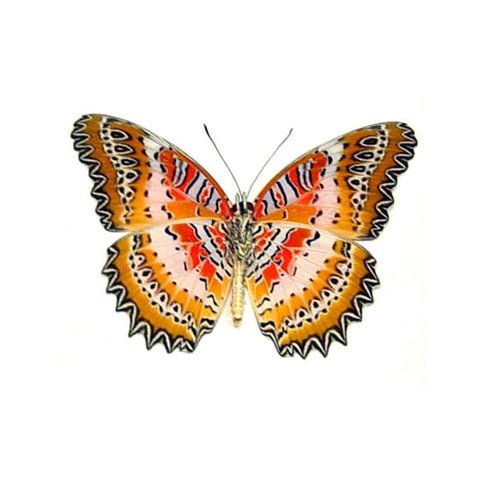 Red Lacewing 