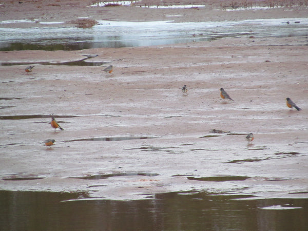 Robins on the shore