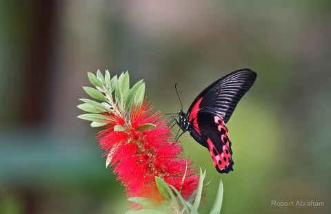 Scarlet Mormon Butterfly 