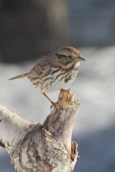 Song Sparrow